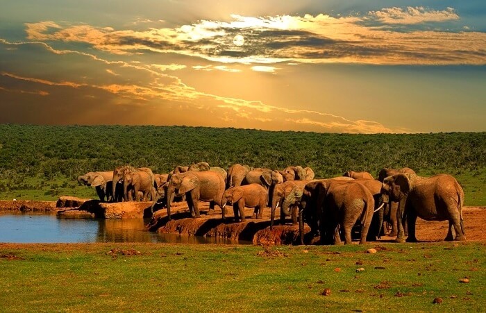 Addo Elephant National Park Vital Information