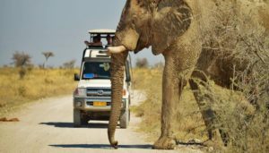 Etosha National Park - tour
