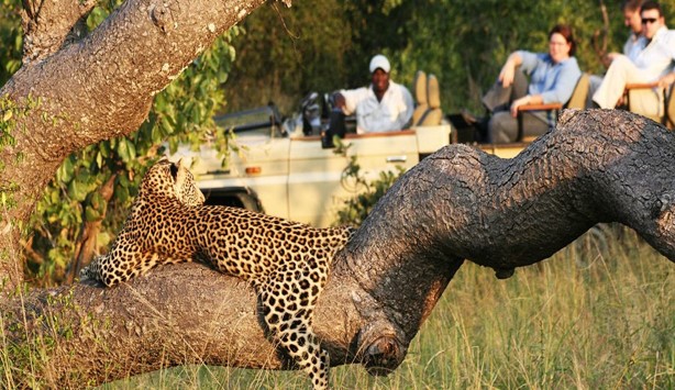 Kruger National Parks Leapard