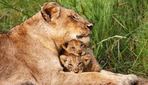 Lion Kruger National Park