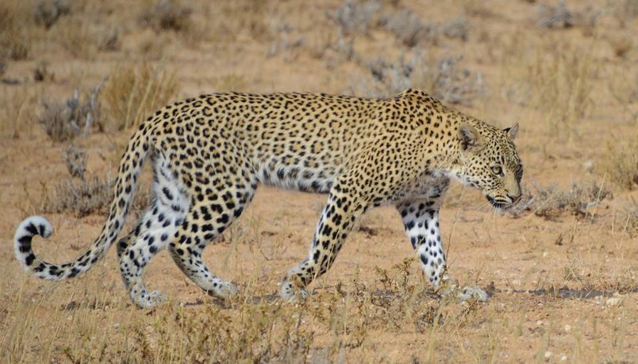 Namibia leapard - Etosha National Park