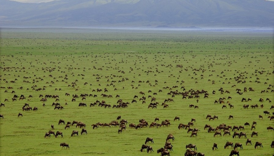 Serengeti National Park Vital Information