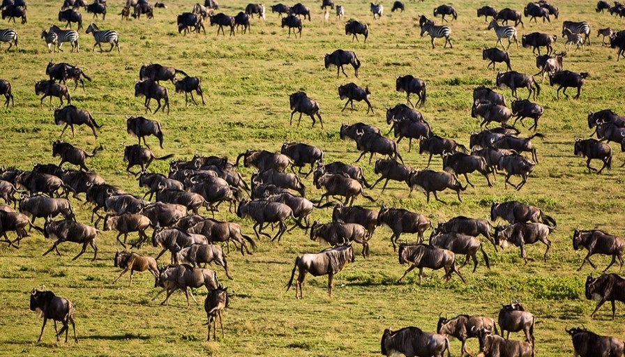 Serengeti National Park buffalo