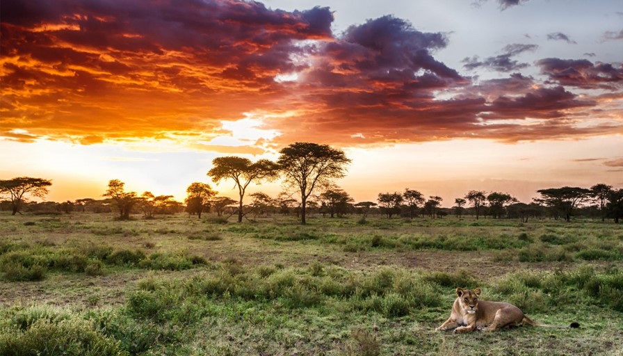 Serengeti National Park sunset