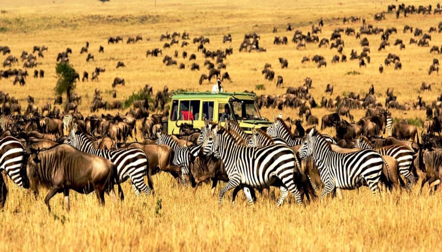 Serengeti National Park zebras