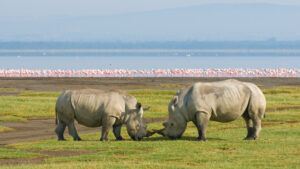 Two rhinos in Lake Nakuru National Park, Kenya