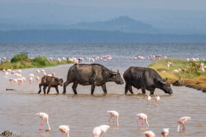 Lake Nakuru National Park1