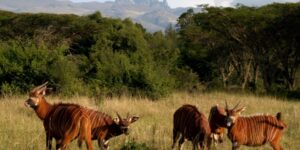 Mount Kenya National Park1
