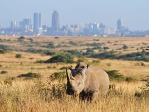 Nairobi National Park2
