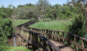 Saiwa Swamp National Park