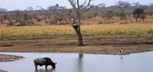 Limpopo National Park1