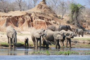 Zambezi National Park2