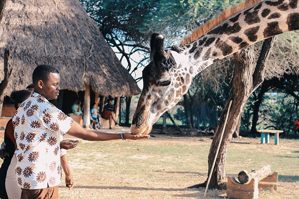 African Safari: