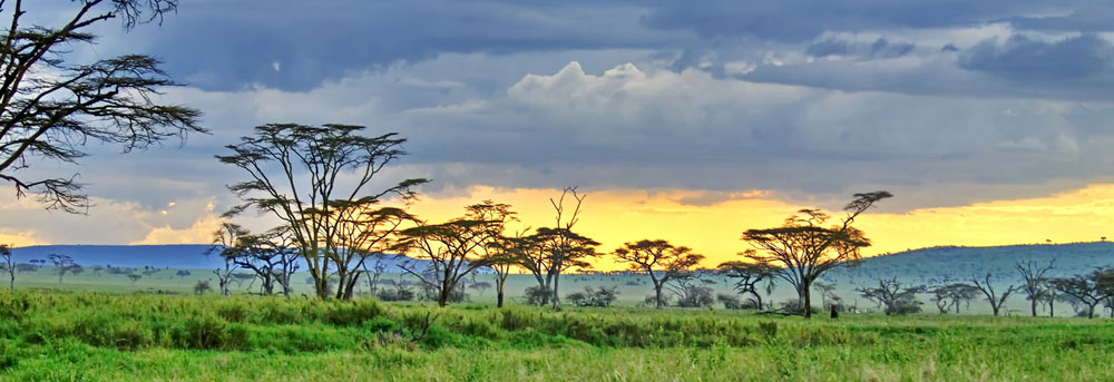Top destination for safari vacations -  Africa's Wildlife