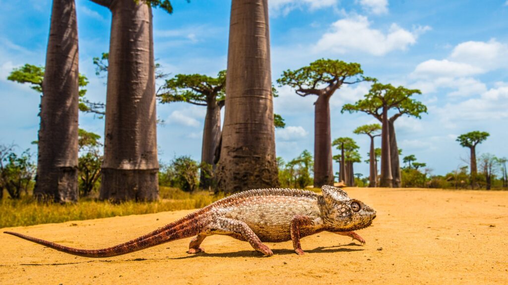 Amber Mountain National Park - Madagascar