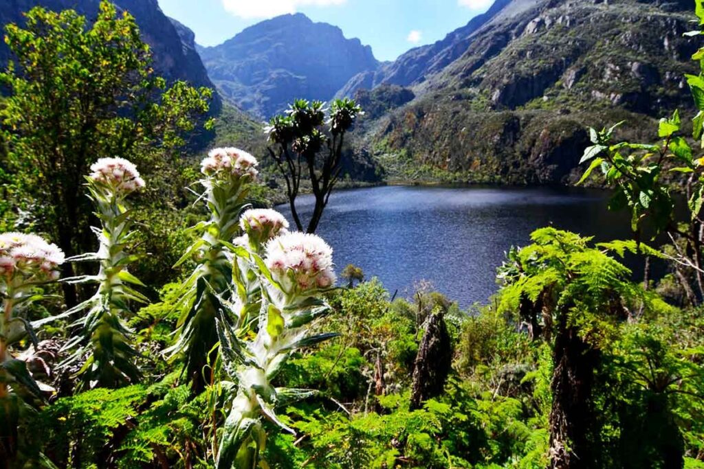 Exploring the Untamed Beauty of Rwenzori Mountains National Park1