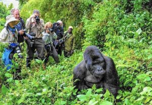 Mgahinga gorilla national park2
