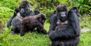 Mgahinga gorilla national park3