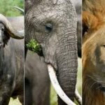 Top 5 Animal Attractions in Zimbabwe cover