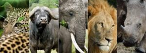 Top 5 Animal Attractions in Zimbabwe cover