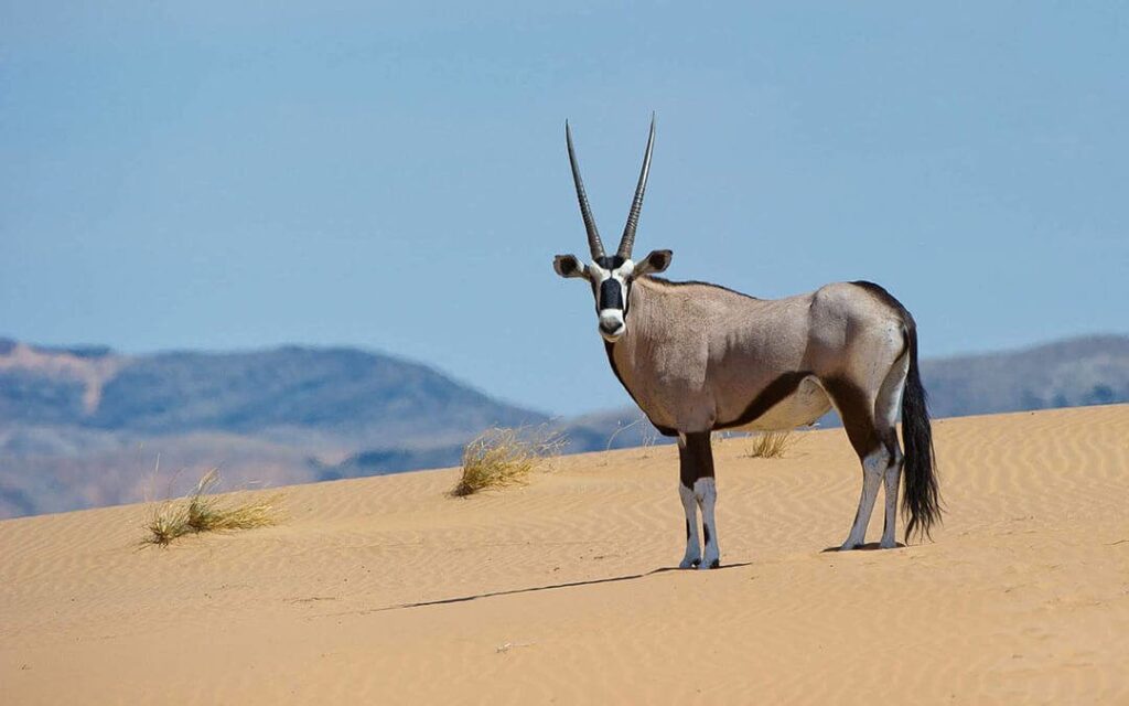 Antelope Species