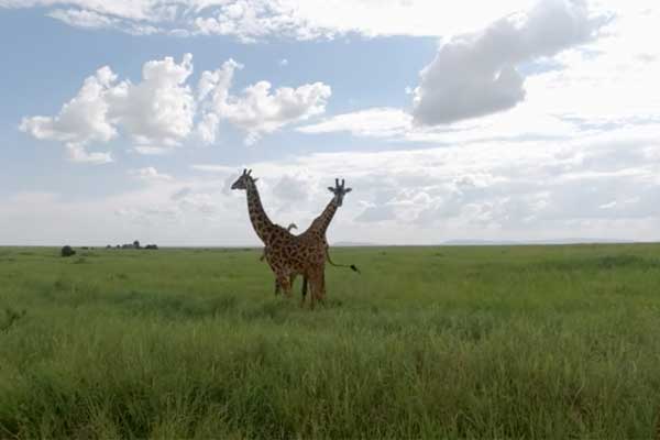 Serengeti Wildlife Spectacle​