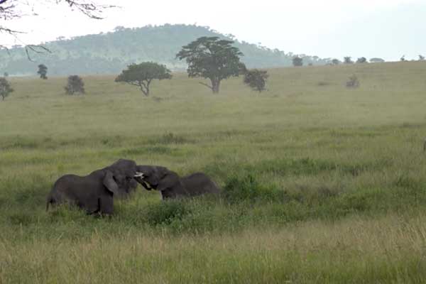 Serengeti's landscape