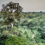 African Parks’ Follow Up Response to Allegations of Human Rights Abuses In Odzala-Kokoua National Park, Republic Of Congo